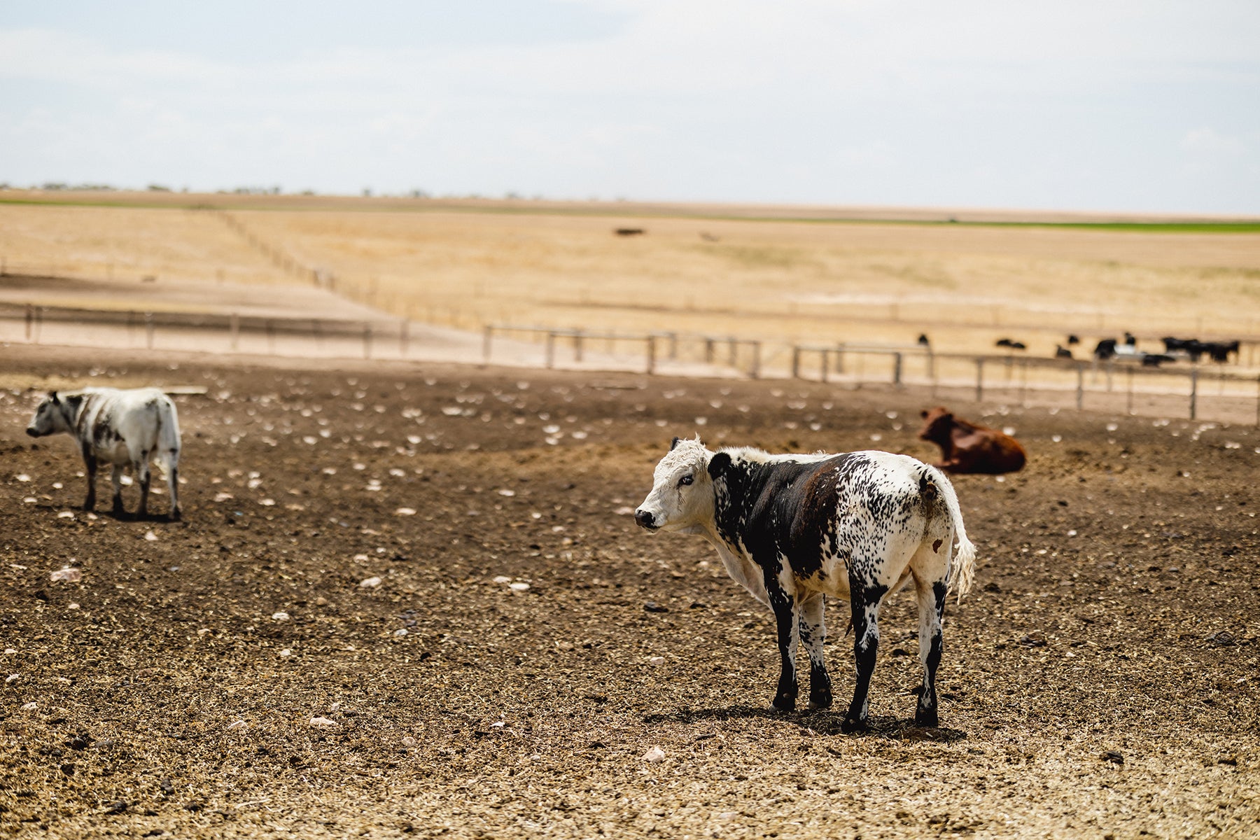LucyPartingtonPhotography_Copyright2023_LongTrailFarm_FARM386.jpg